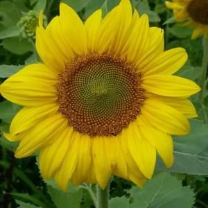 Meet your Posher, Bonnie